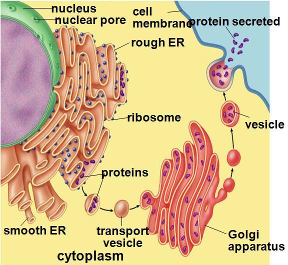 Golgi Apparatus Not in Prokaryotes All Eukaryotes Membrane folds/sacs
