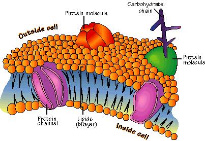 Cell Membrane All Cells!