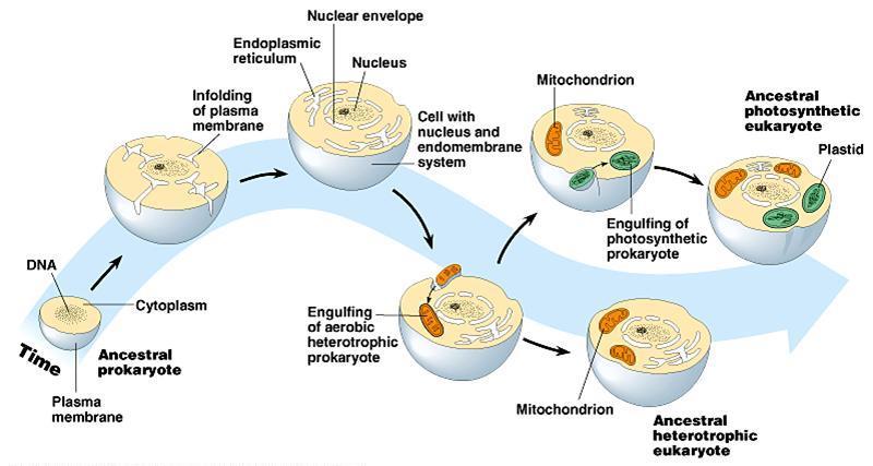 Endosymbiant Hypothesis This suggest that the more complex eukaryotic cells arose as complexes of prokaryotes living