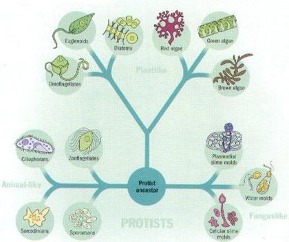 Classification of Protists: The kingdom was created to classify simple organisms that didn t fit anywhere else They can be defined by exclusion.