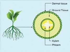 For example, xylem is a tissue that moves water, while the phloem is a tissue that moves sugars. Plant tissues are organized into tissue systems.