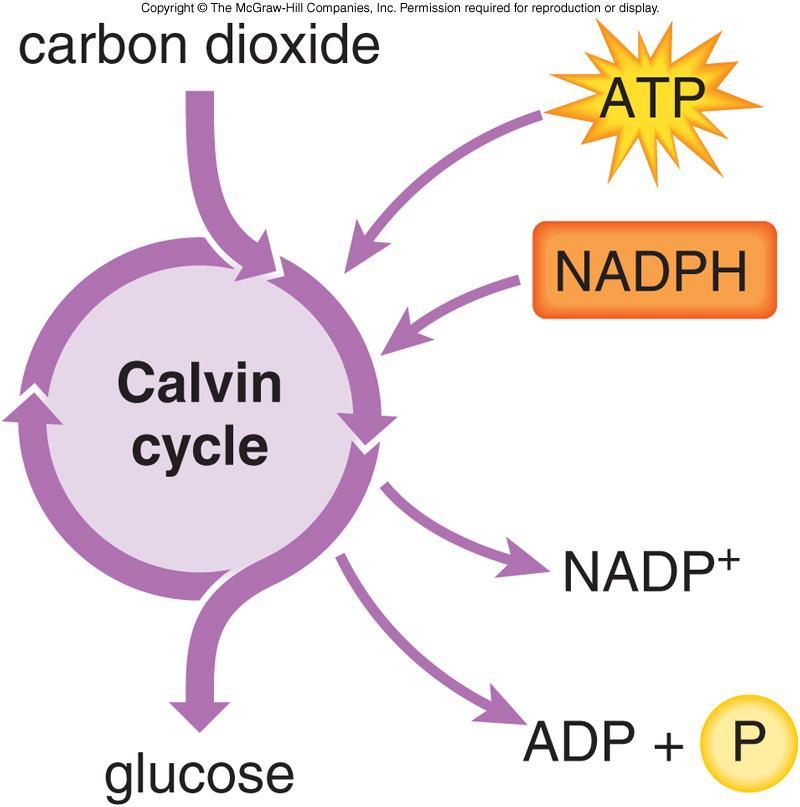 NOTES: CH 10, part 3 Calvin Cycle (10.