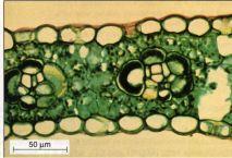 in mesophyll cells it is then exported (through plasmodesmata!