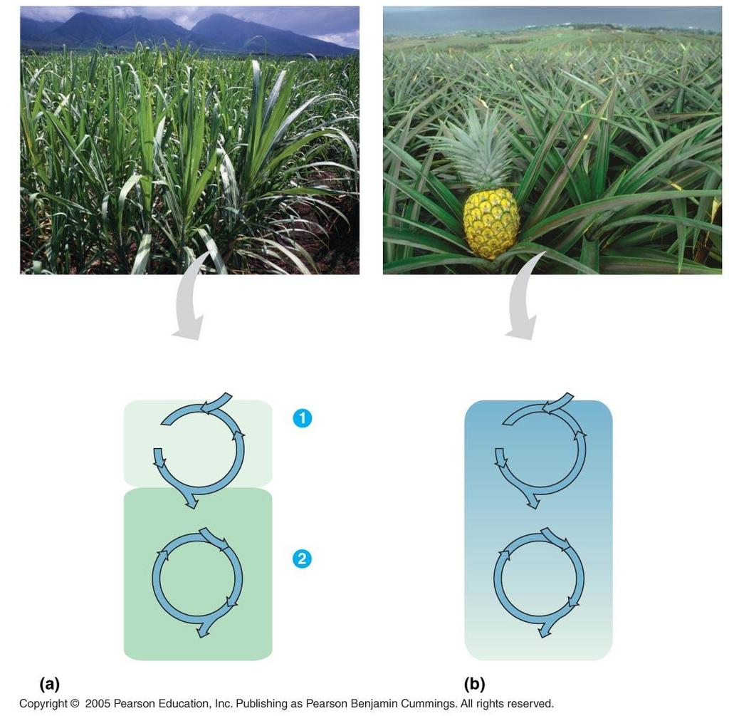 Sugarcane Pineapple C 4 CO 2 CAM CO 2 Mesophyll cell Organic acid CO 2 incorporated into four-carbon organic acids (carbon fixation) Organic acid Night