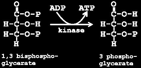 Phase 2: Reduction each 3-phosphoglycerate receives an additional P i from ATP, forming