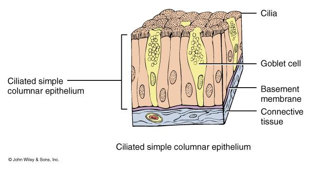 Ciliated columnar epithelium Hickman Fig 9.