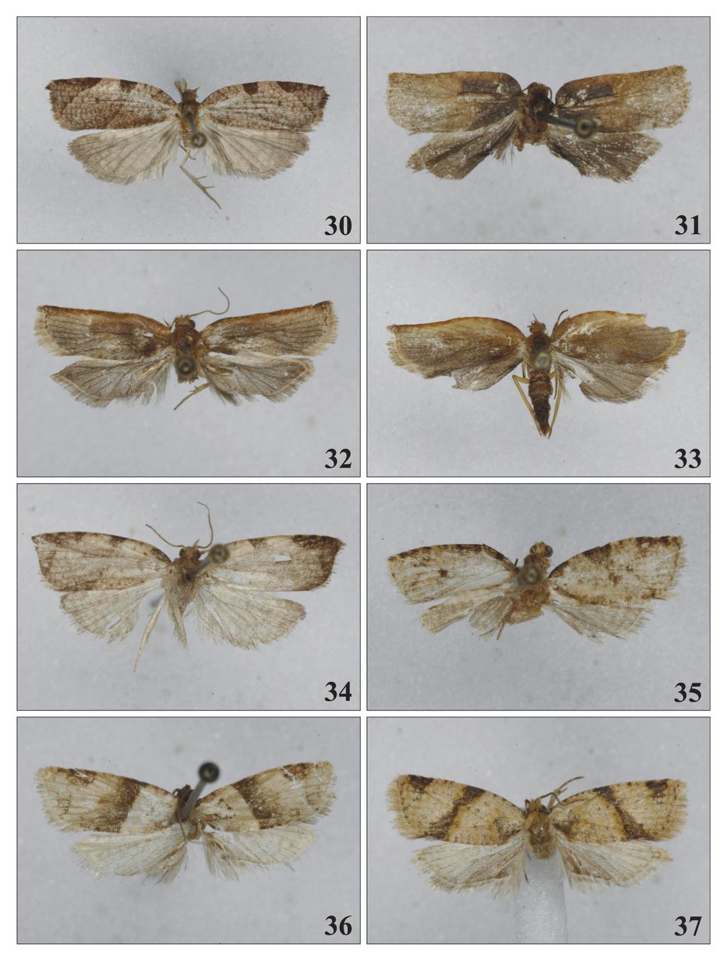 230 Polish Journal of Entomology 77 (3) Figs 30-37. Adults: 30 Gnorismoneura striatula sp. n., holotype; 31 G. chyta sp. n., holotype; 32 G. elegantica sp.n., holotype; 33 G.