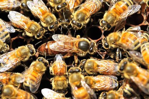 Consist of 9 compounds Critical for the attraction of worker bees to