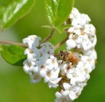 Boca Raton (FL): CRC Press; 2014. Chapter 5 Dattilo, Lily. Honeybee Pheromones. Innovation: Princeton Journal of Science and Technology, May 9, 2015 http://princetoninnovation.