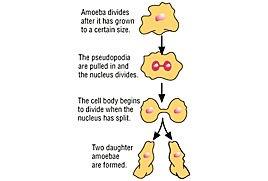 Asexual Reproduction Examples http://www.tiscali.co.