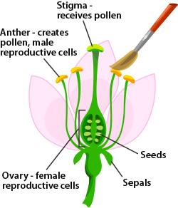 Sexual Reproduction Always requires two parent cells.