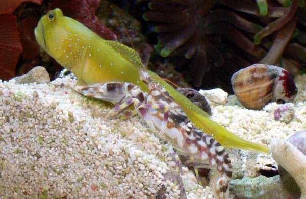 Figure 2.5: The multicolored shrimp in the front and the green goby fish behind it have a mutualistic relationship.