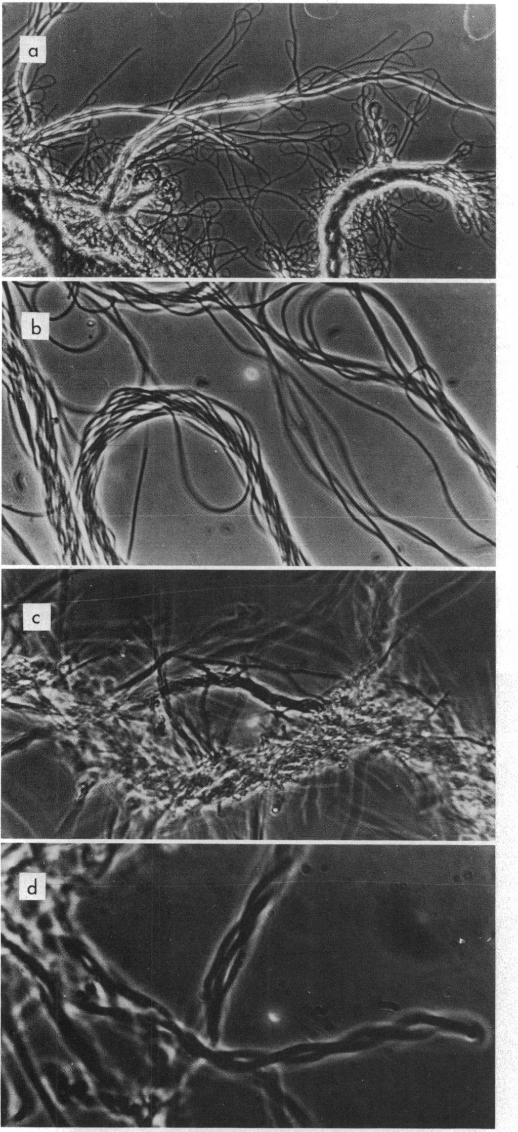 VOL. 158, 1984 FIG. 1. Helical growth of B. subtilis after spore outgrowth.