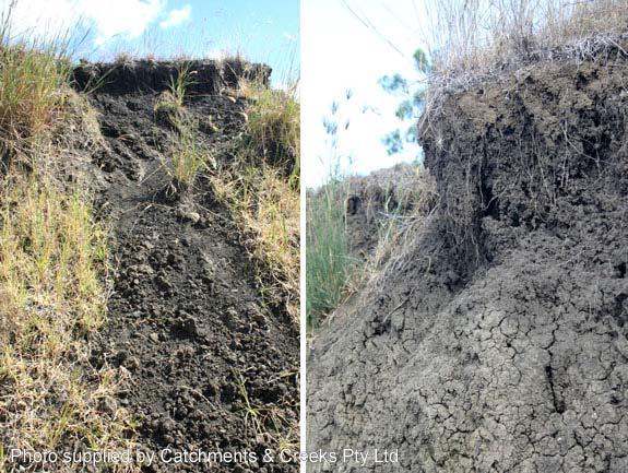 or a slump-type bank failure along the edge of a concentrated mass of tree roots.