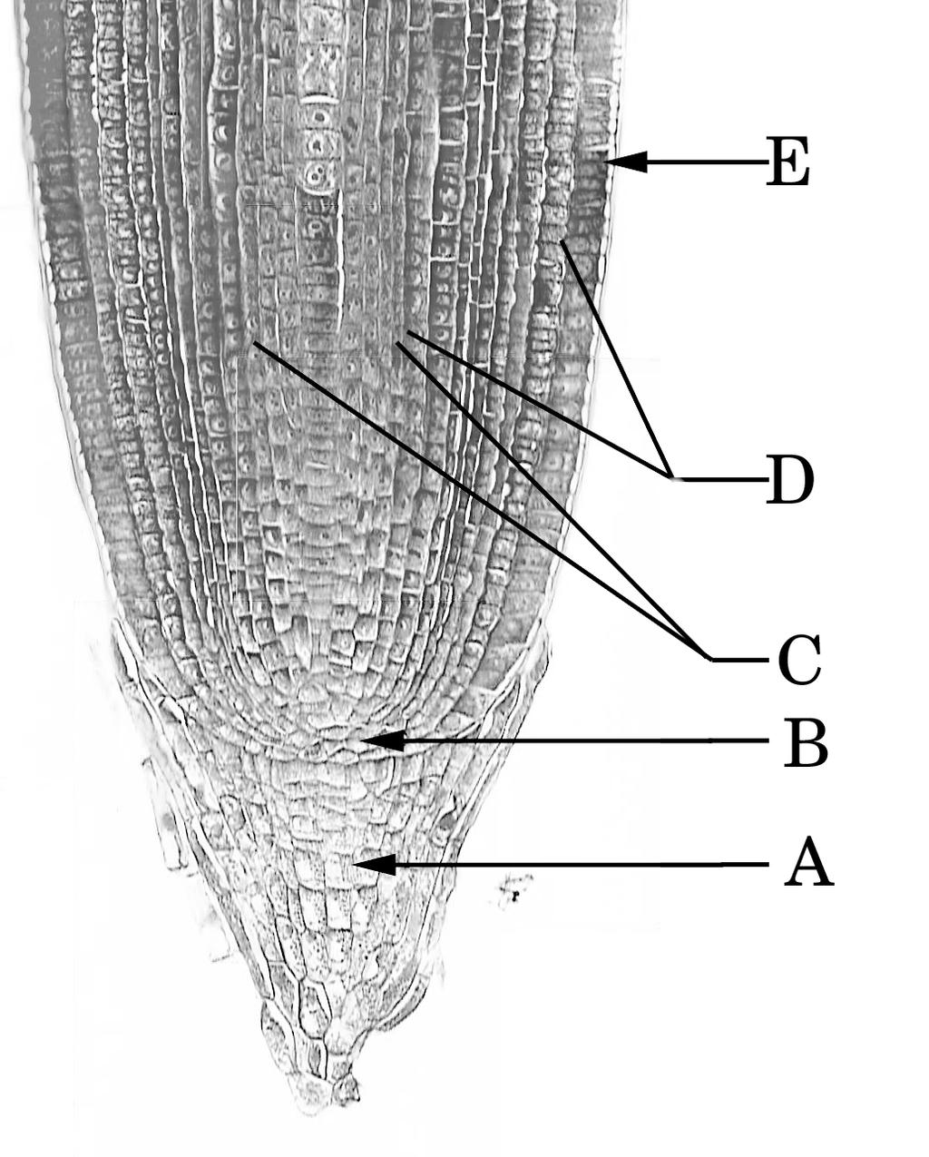Label the Figure A = B = C = D = E = Longitudinal Section of a Root. All the tissues of this root are either cells of the apical meristem of the root, or else were derived from that meristem.