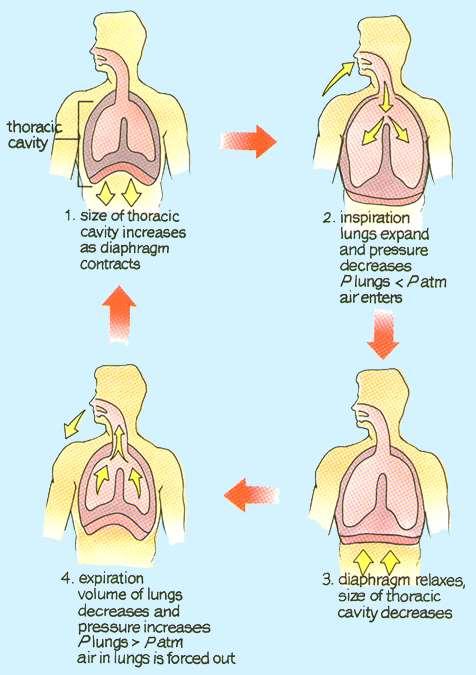 Breathe Deeply! It s Boyle s Law! When the diaphragm contracts, the volume of the thoracic cavity increases The lungs expand and pressure decreases.