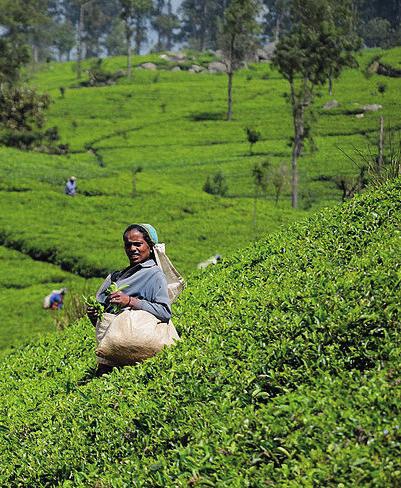 5 N15/4/BIOLO/HPM/ENG/TZ0/XX 10. The image shows a lady picking tea (Camellia sinensis) leaves. [Source: SriLanka TeaHarvest (pixinn.net) by Christophe Meneboeuf - Own work.