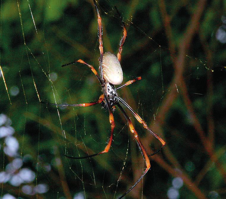 7 N15/4/BIOLO/HPM/ENG/TZ0/XX 15. The image shows a female Golden Orb-weaving spider (Nephila plumipes). They can grow as large as 4 cm and build webs strong enough to trap small birds for food.