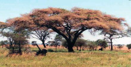 9 N15/4/BIOLO/HPM/ENG/TZ0/XX 19. The image shows an Acacia tortilis tree which is one of 13 species of Acacia. All such flowering trees are examples of Fabaceae. [Source: Eat267.