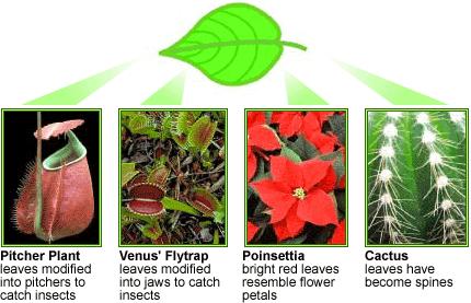 Homologous Structures in Plants Image: