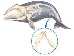 Vestigial Structures examples Tailbones (but