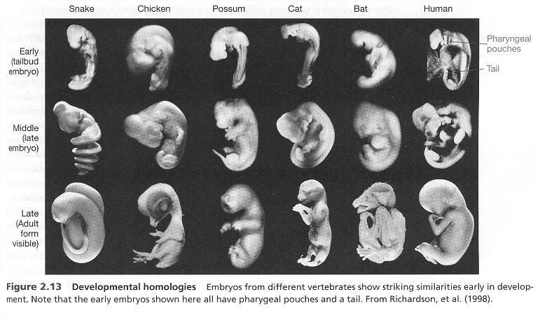 Developmental Homologies - Embryology Similar patterns of embryological development provide further evidence that organisms have descended from a