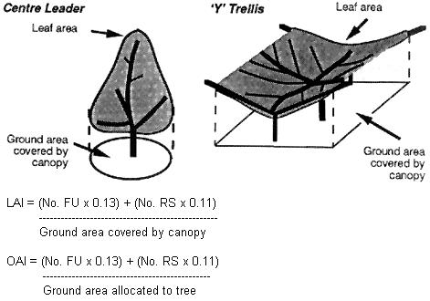 LAI = the ratio of canopy area to projected ground area LAI = 1 = 10,000 m 2 per