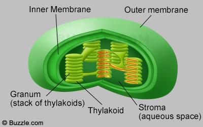 22. Shown above is a a. mitochondria c. lysosome b. chloroplast d. nucleus Matching a. mitochondria g. Smooth ER b. chloroplasts h. cell wall c. ribosomes i. Lysosomes d. nucleus j.