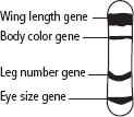 Name Date Class Study Guide CHAPTER 10 Section 3: Gene Linkage and Polyploidy In your textbook, read about genetic recombination and gene linkage.