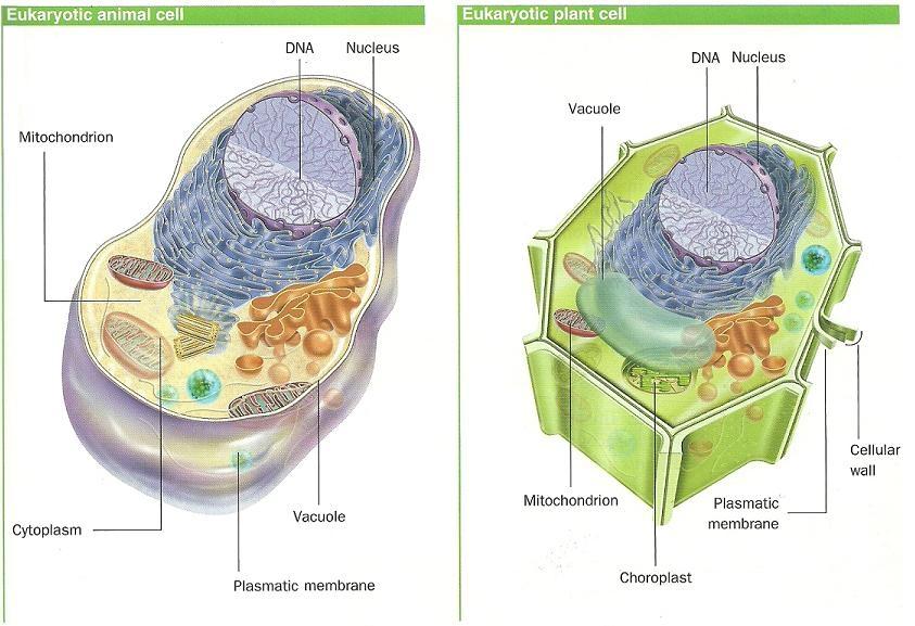 They have mitochondria, the organelles which produce energy... b. They have ribosomes, little organelles that make proteins... c. They have a big vacuole that occupies the most part of the cytoplasm.