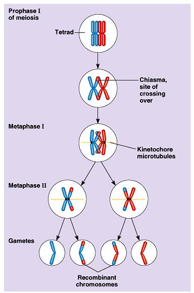 Genetic Variation Genetic Crossover the exchange of genetic material (genes) that can