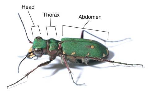 head, thorax, and abdomen.
