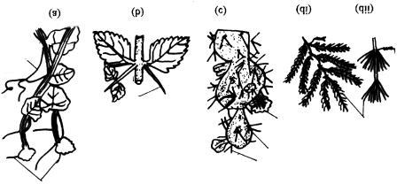 Apical tendril Shoot System Leaf spine Phylloclade Flower Cladode Thron Apical tendril pushed to side Hook (a) (b) (c) (di) (dii) Fig. 7.
