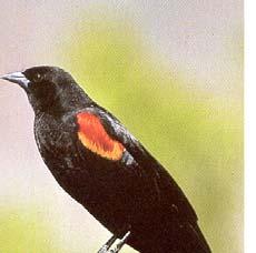 Red-winged Blackbird Male territories average 0.05 ha with each male defending a harem averaging 3.3 females Males disperse average of 1.