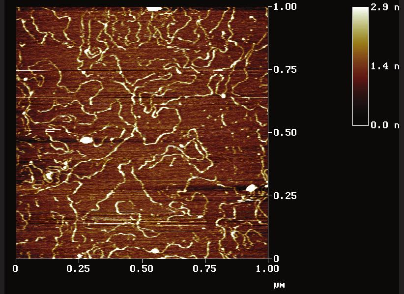 The surface is quite rough, with a root-mean-square Z displacement of about 20 nm over a 2 x 2 µm 2 area.
