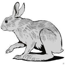 7. Snowshoe hares have large rear feet and toes that spread out to help them move on top of thick snow.