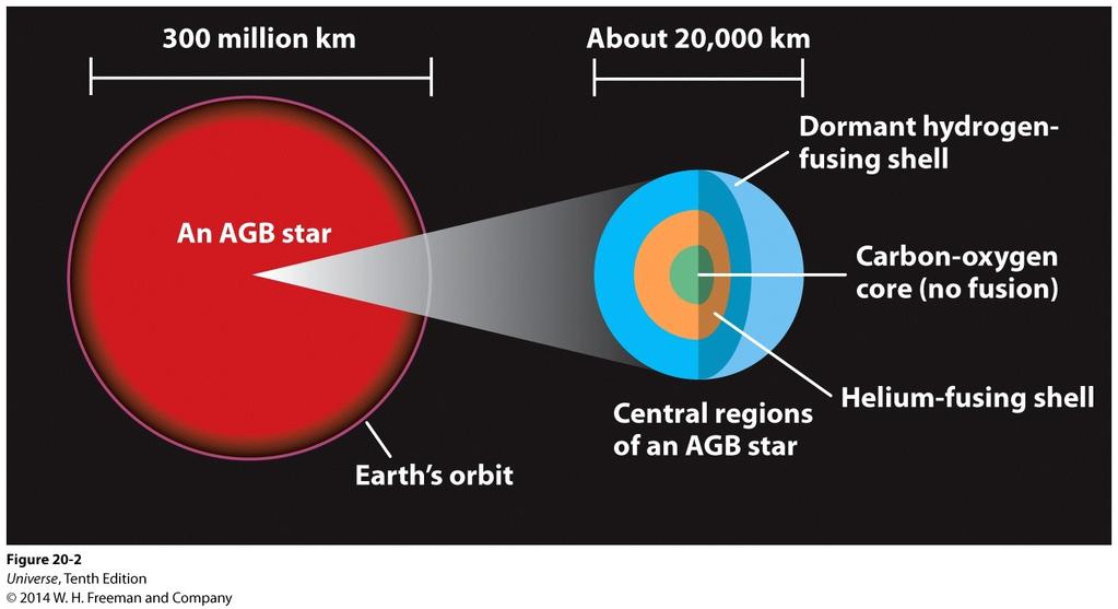 The Second Red Giant Stage The shell helium fusion expands the outer layers. The star becomes a red giant for a second time with even greater luminosity than before.