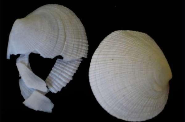 Shell in vinegar (left), control shell