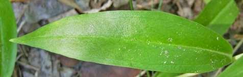 [Harvestbells] Soapwort Gentian Gentiana saponaria L.