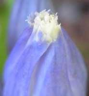 5-lobed flower, blue (rarely white) in a