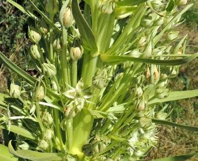 Elkweed [Green Gentian]