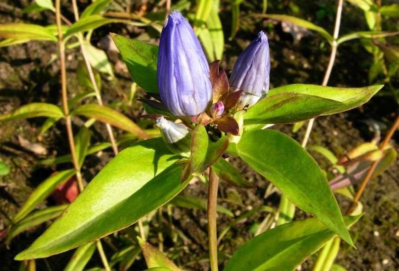 Ohio Notes: 5-lobed flower, blue (rarely white),