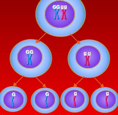 34. The end result of meiosis is. a. 2 diploid body cells b. 2 haploid body cells c. 4 diploid gametes d. 4 haploid gametes 35.