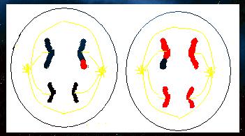 36. The following question is for a cell with a diploid (2N) number of 4. Which phase of meiosis is represented by the following diagram? a. Anaphase II b. Telophase II c. Metaphase I d.