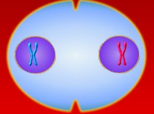 25. What phase of Meiosis is shown in the picture? a.