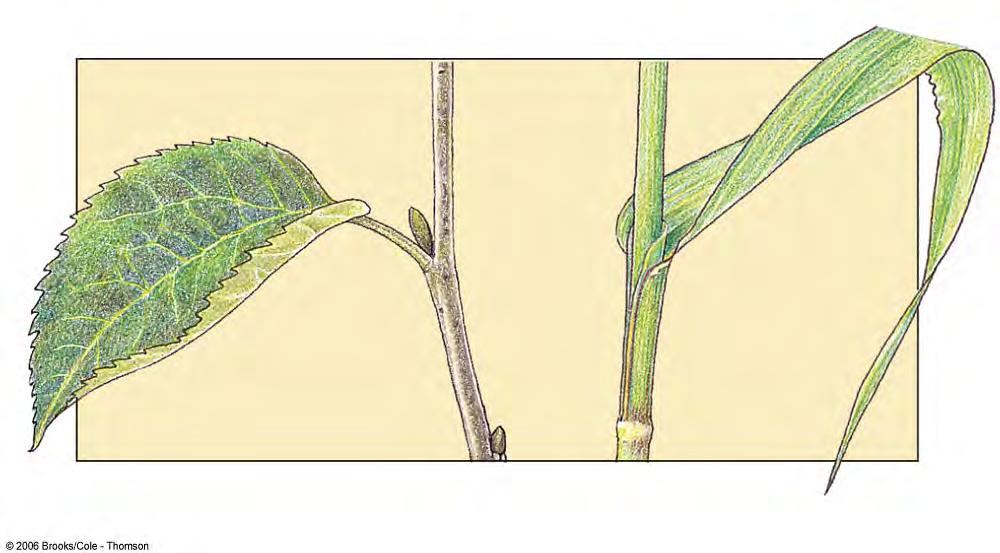 Leaves parallel veins Eudicot (or dicot) leaf blade