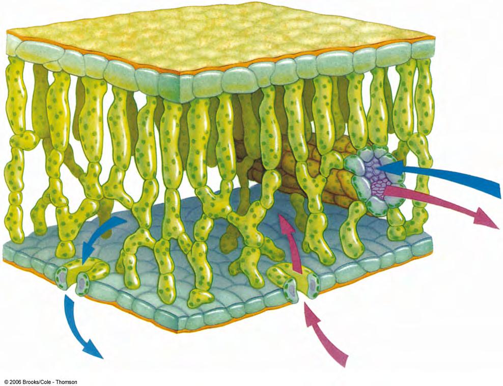 upper epidermis cuticle bundle sheath palisade mesophyll spongy mesophyll water moves from roots to stems, and into the leaf through the xylem lower epidermis guard cell Oxygen and water vapor depart