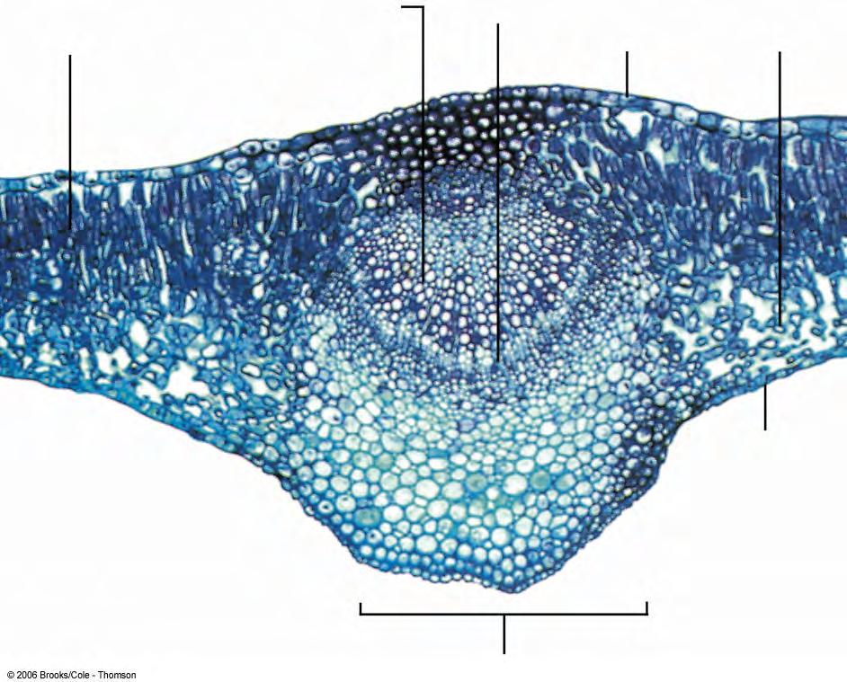 Cross section of a lilac leaf (dicot) palisade parenchyma xylem