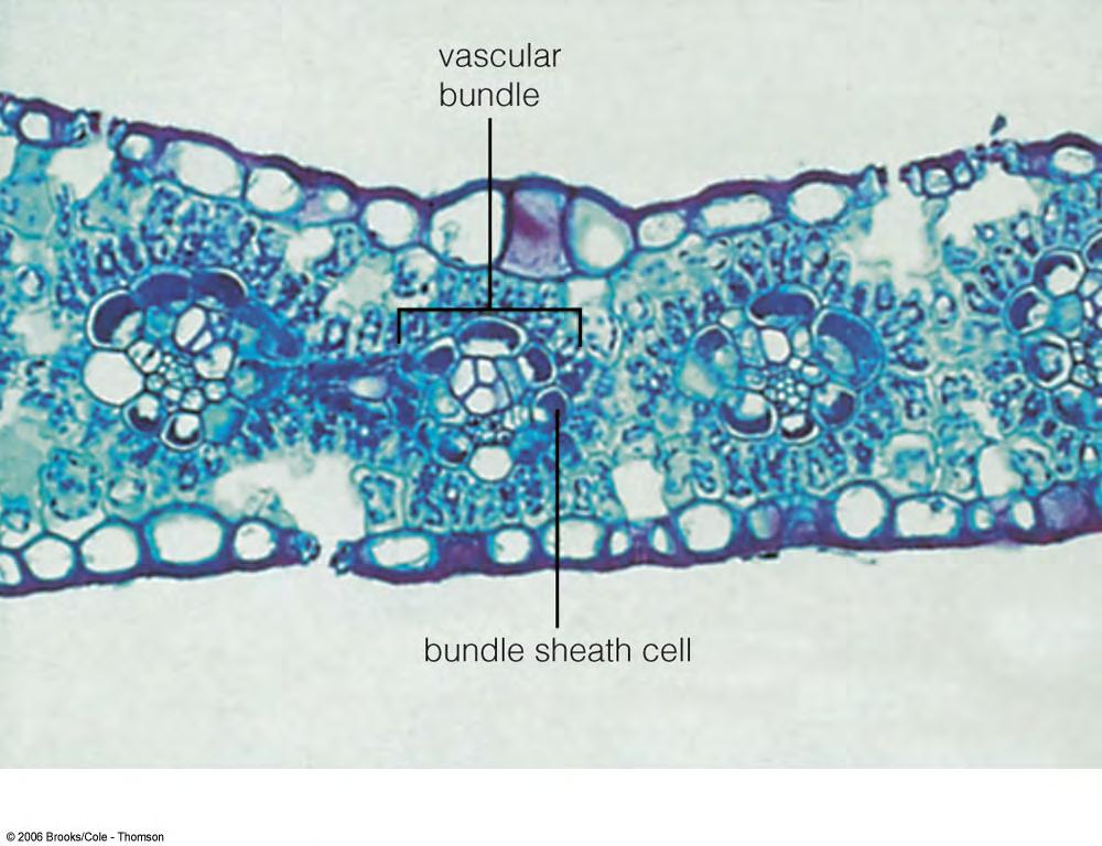 Cross section of a