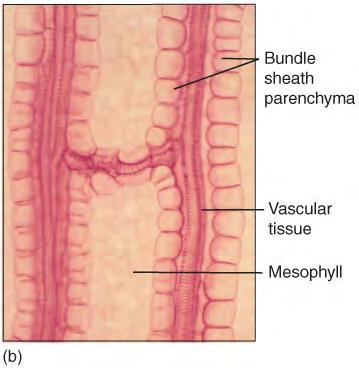 Close-up view of a leaf vein in